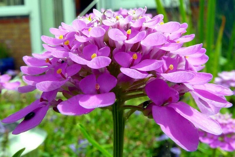 purple flower cluster