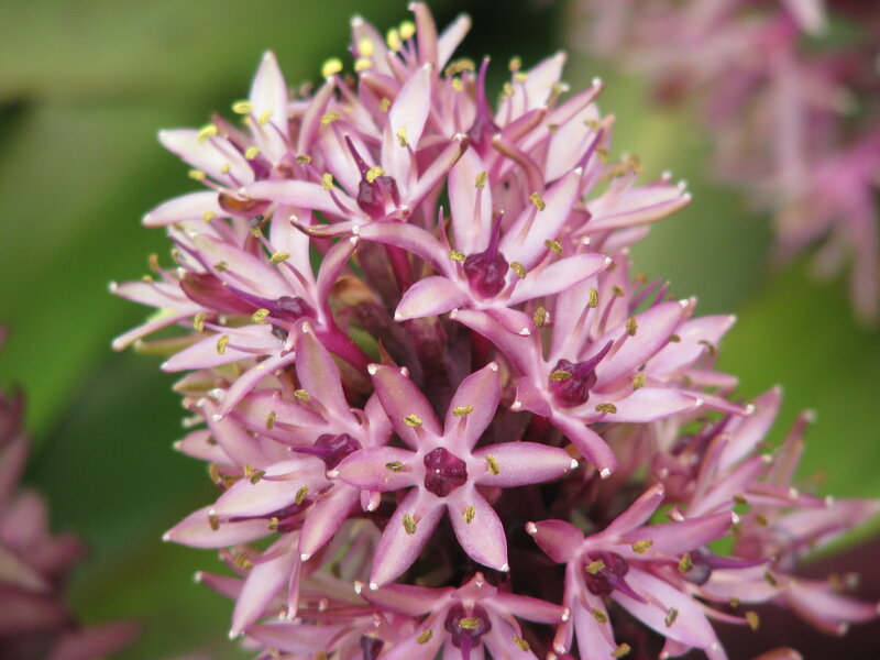 purple flower cluster