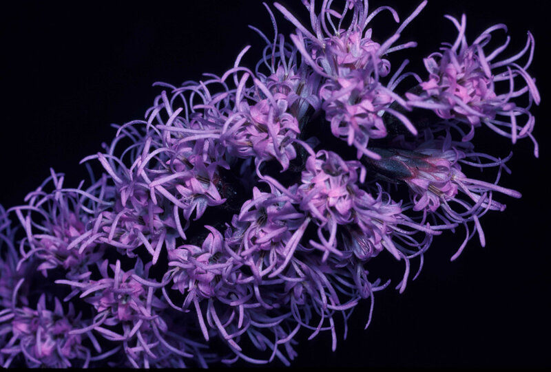 purple flower cluster