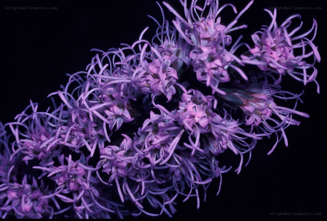 purple flower cluster