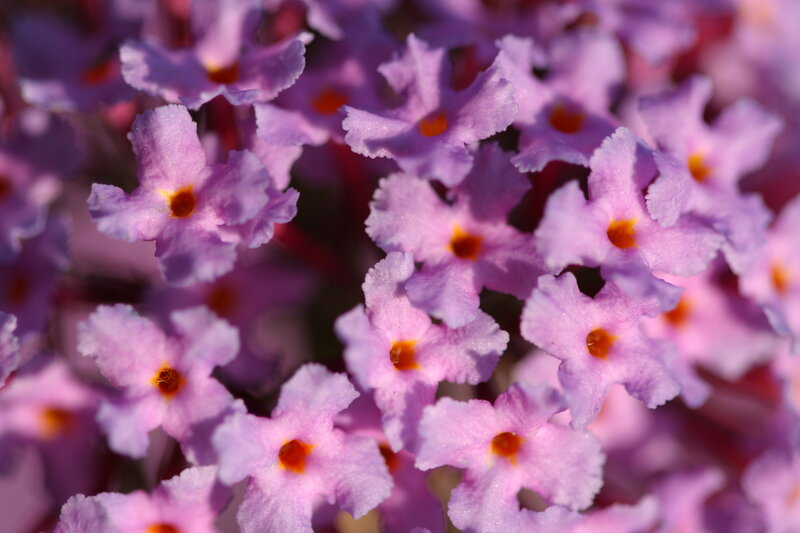 purple flower cluster