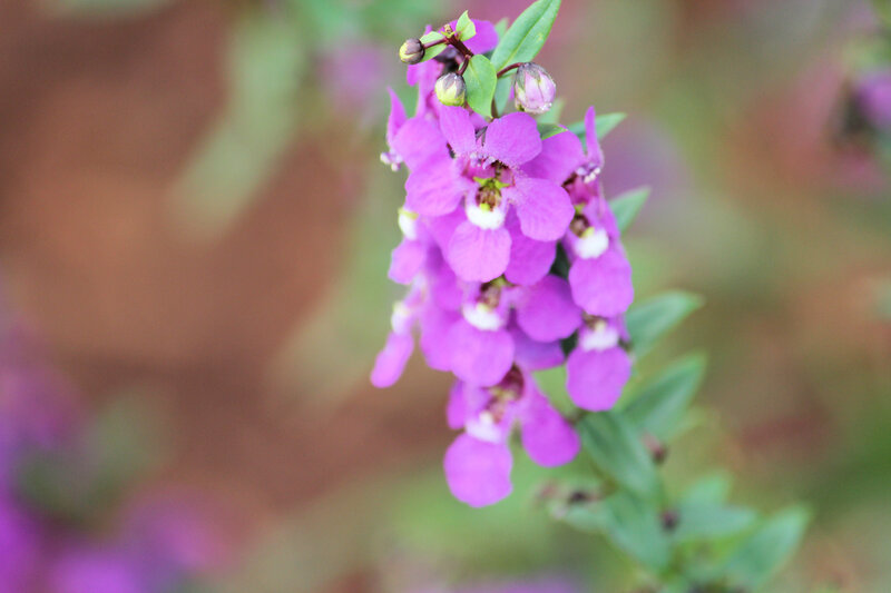 purple flower cluster