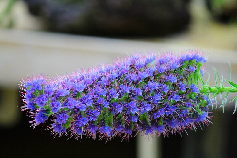 Purple Flower Cluster — Blue, Calm, Photograph, Green Stem