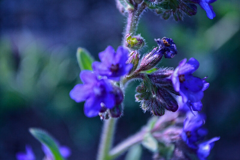Purple Flower Cluster — Blue, Calm, Photograph