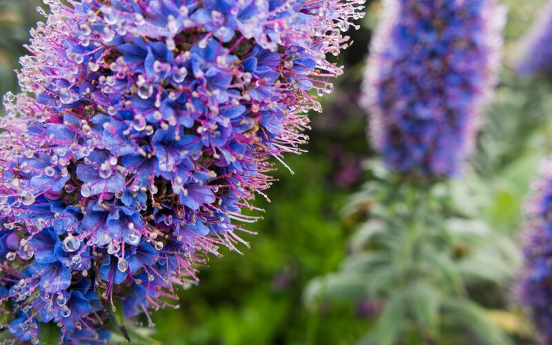 Purple Flower Cluster — Blue, Calm
