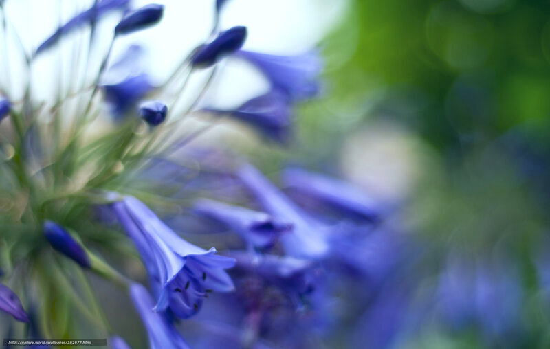 Purple Flower Cluster — Blue, Serene