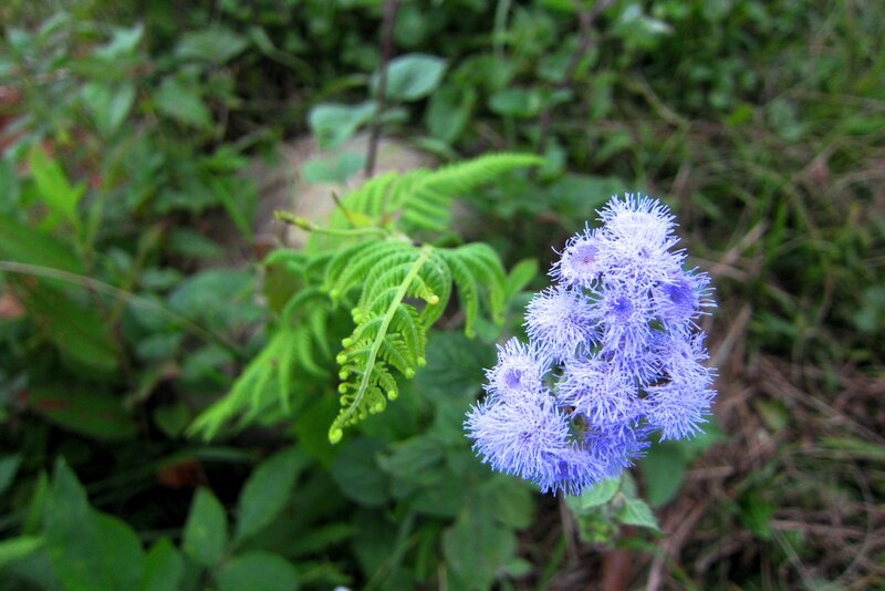 Purple Flower Cluster — Blue