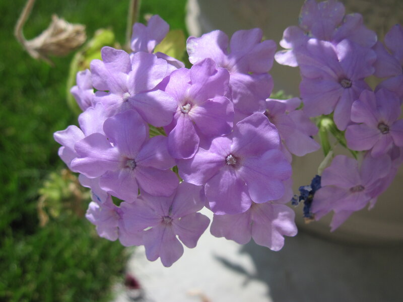 Purple Flower Cluster — Calm, Afternoon, Photograph, Grass