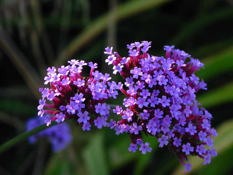 Purple Flower Cluster — Calm, Afternoon, Photograph, Green Leaves, Stem
