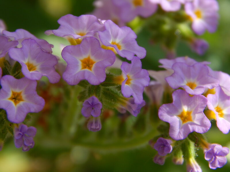 Purple Flower Cluster — Calm, Afternoon, Photograph, Green Stems
