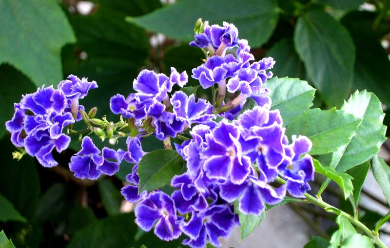 Purple Flower Cluster — Calm, Afternoon, Photograph