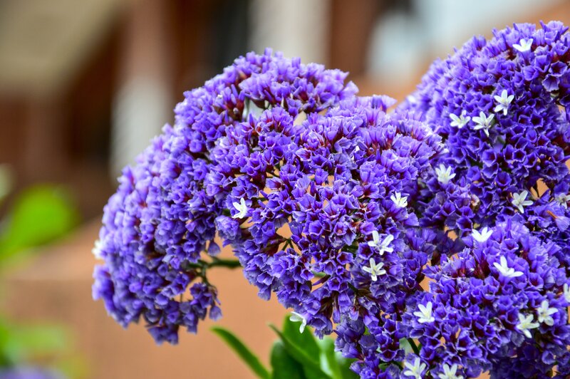 Purple Flower Cluster — Calm, Afternoon, Photograph, White Flowers