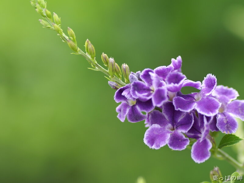 Purple Flower Cluster — Calm, Afternoon