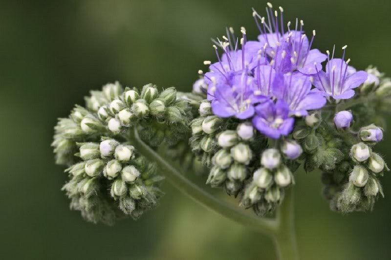 Purple Flower Cluster — Calm, Photograph, Bud