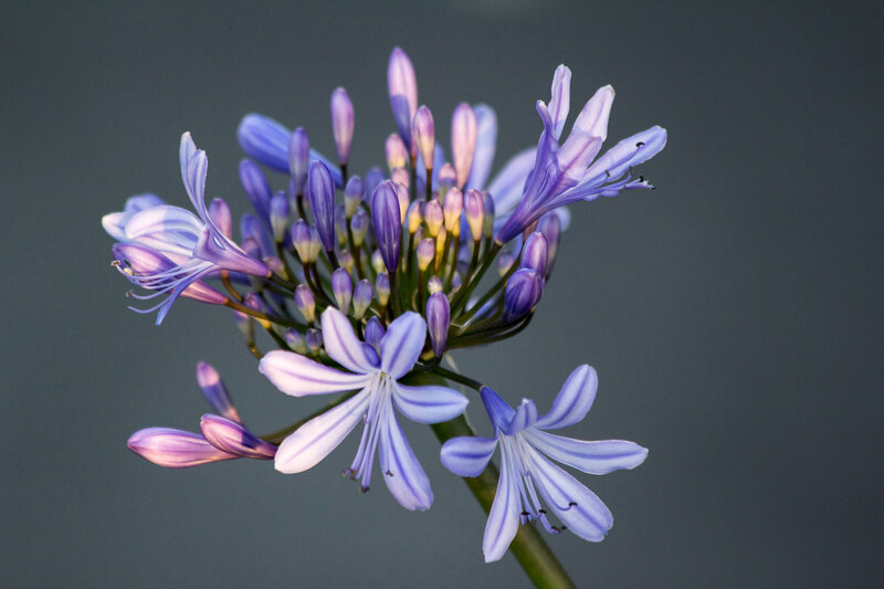 Purple Flower Cluster — Calm, Photograph, Buds