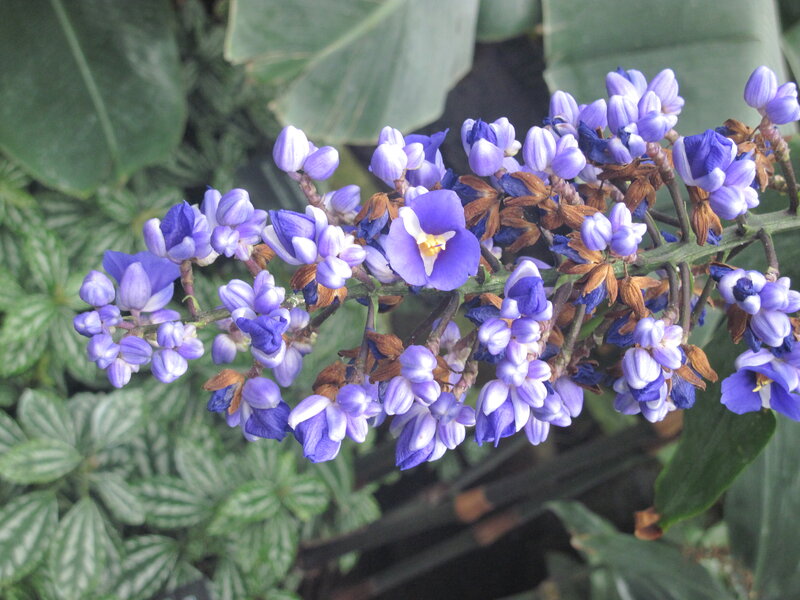 Purple Flower Cluster — Calm, Photograph, Flowers, Leaves