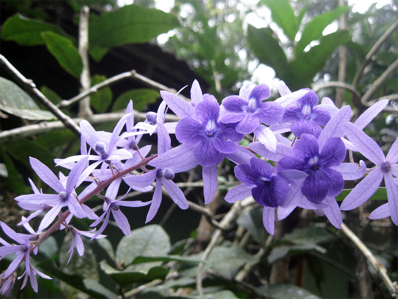 Purple Flower Cluster — Calm, Photograph, Flowers