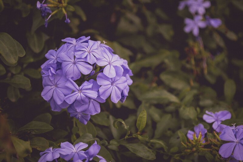 Purple Flower Cluster — Calm, Photograph, Green Leaves, Bush