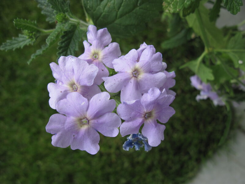 Purple Flower Cluster — Calm, Photograph, Green Leaves, Moss