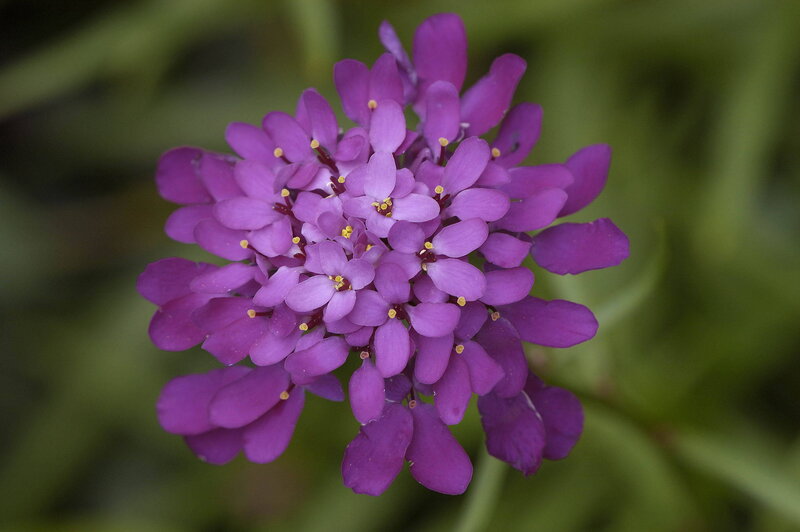 Purple Flower Cluster — Calm, Photograph, Petals