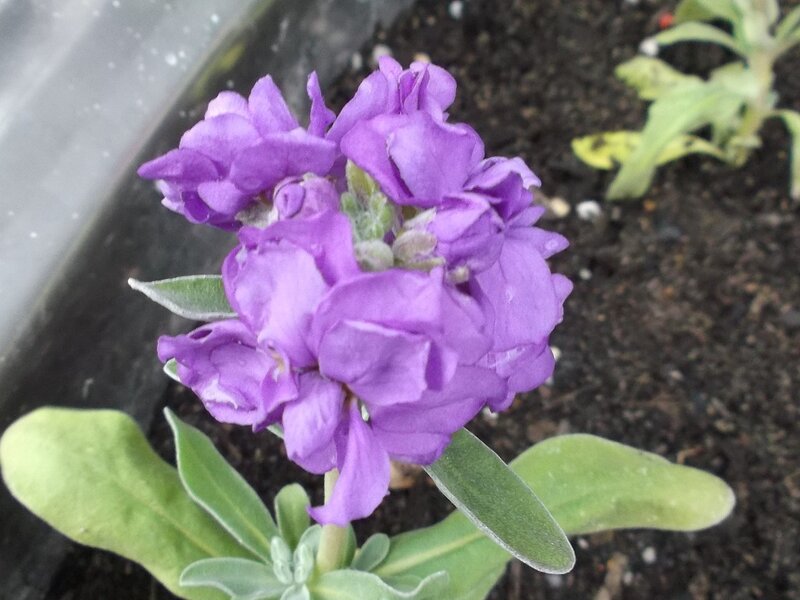 Purple Flower Cluster — Calm, Photograph, Soil