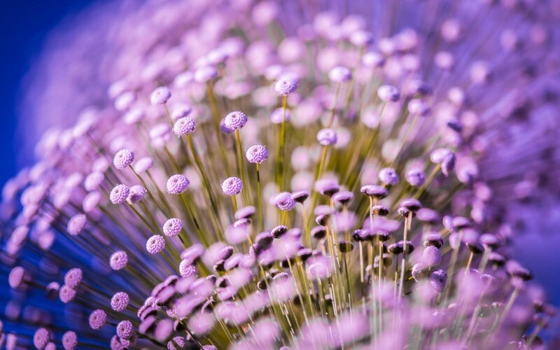 Purple Flower Cluster — Calm, Photograph, Stem, Blue Background