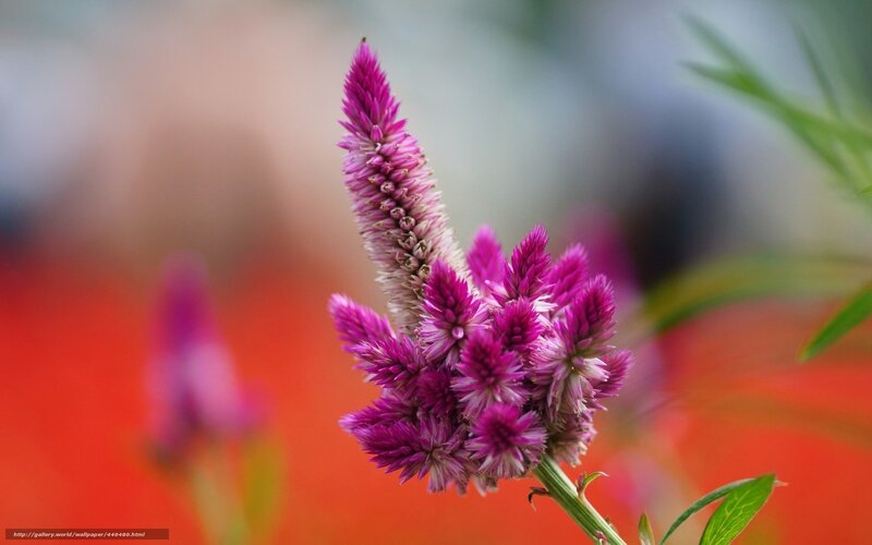 Purple Flower Cluster — Calm, Photograph, Stem, Leaves
