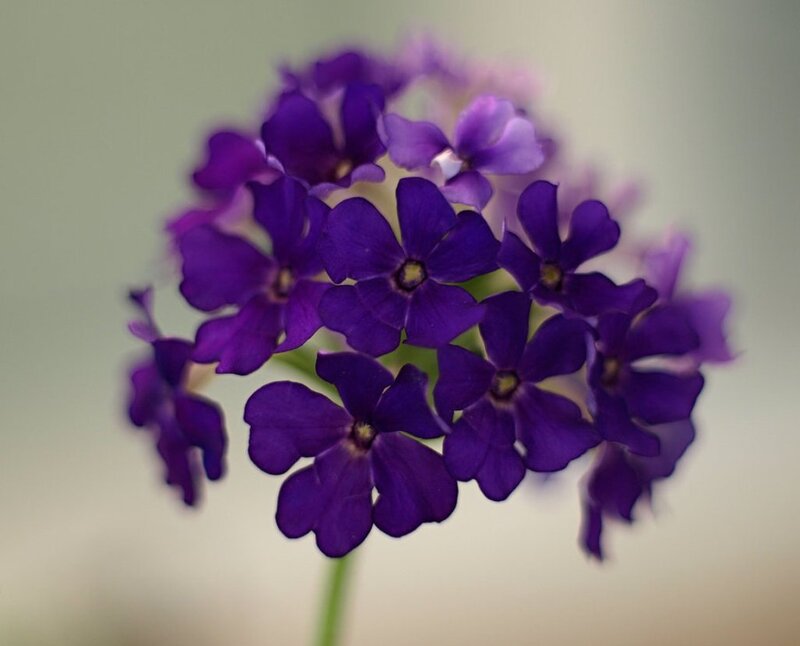 Purple Flower Cluster — Calm, Photograph, Stem