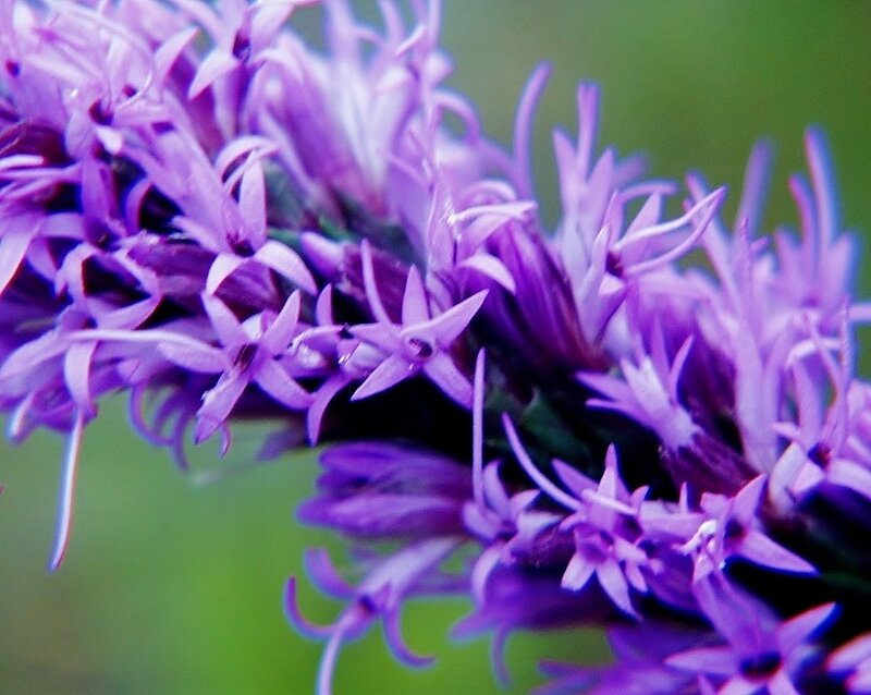 Purple Flower Cluster — Calm, Photograph