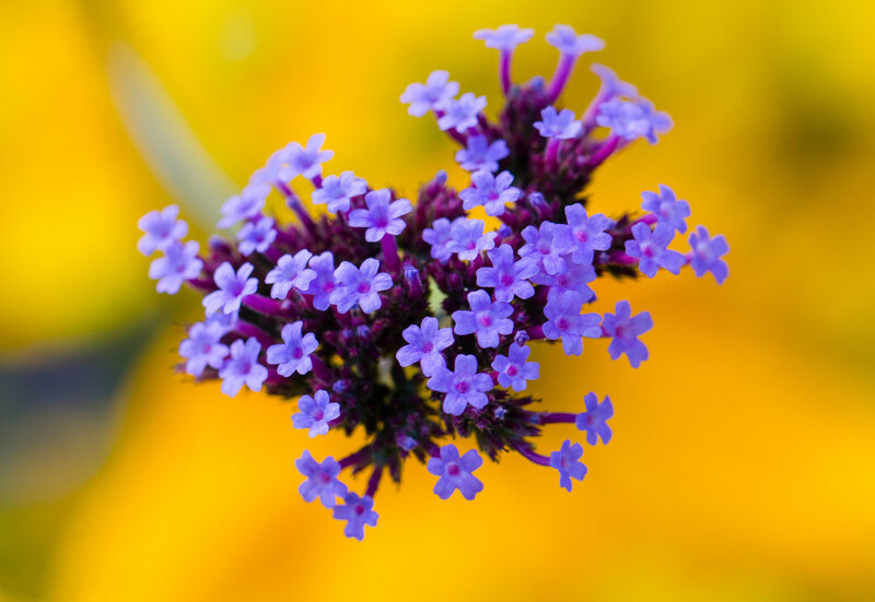 Purple Flower Cluster — Calm, Photograph, Yellow Background