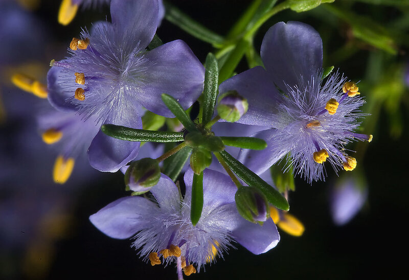Purple Flower Cluster — Calm, Photograph, Yellow Stamens