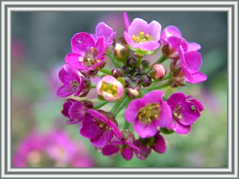 Purple Flower Cluster — Calm, Spring, Photograph, Buds, Stamen