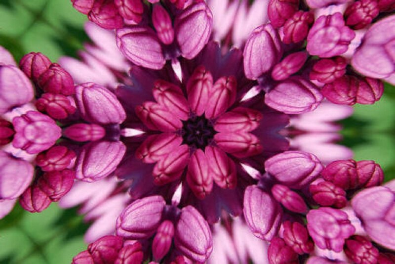 Purple Flower Cluster — Calm, Spring, Photograph, Buds