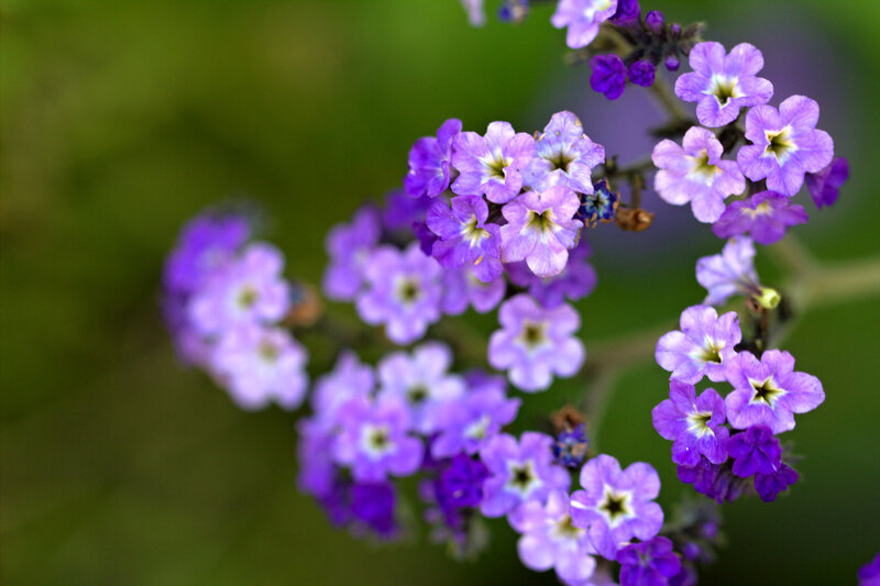 Purple Flower Cluster — Calm, Spring, Photograph, Flowers, Greenery