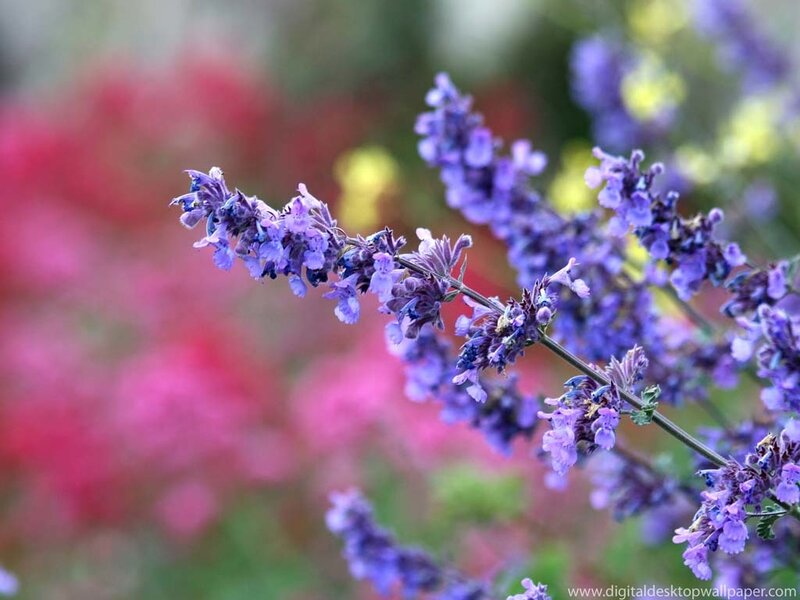 Purple Flower Cluster — Calm, Spring, Photograph, Flowers