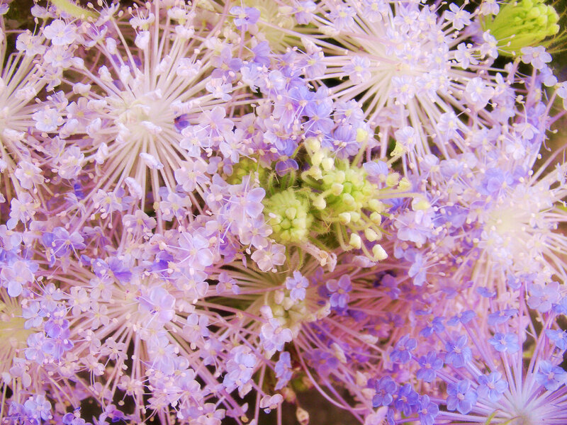 Purple Flower Cluster — Calm, Spring, Photograph, Green Buds