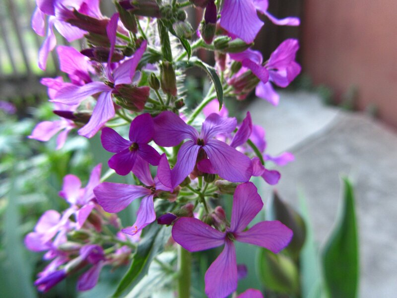 Purple Flower Cluster — Calm, Spring, Photograph, Green Leaves, Buds