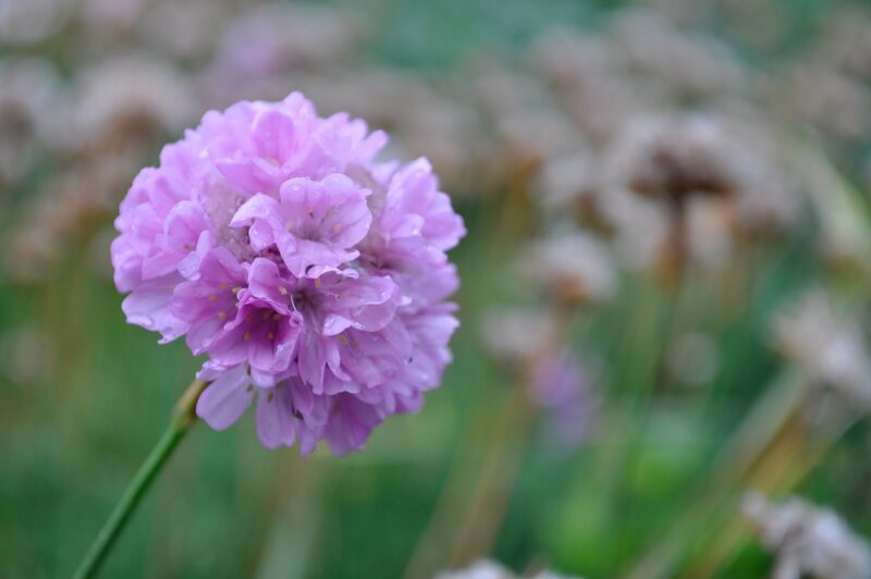 Purple Flower Cluster — Calm, Spring, Photograph, Stem