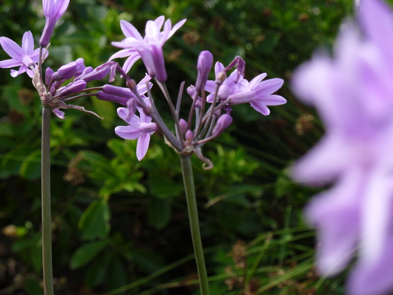 Purple Flower Cluster — Calm, Spring, Photograph