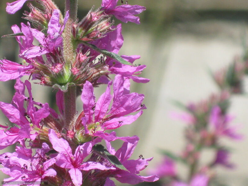 Purple Flower Cluster — Calm, Summer, Photograph