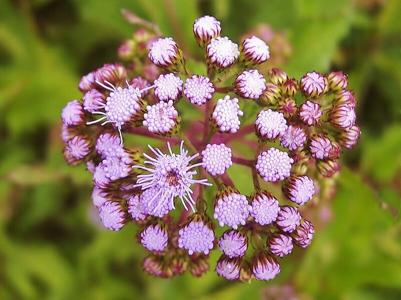 Purple Flower Cluster — Calm, Summer