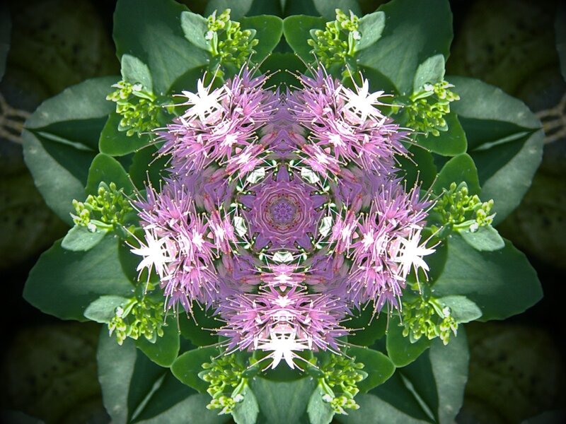 Purple Flower Cluster — Calm