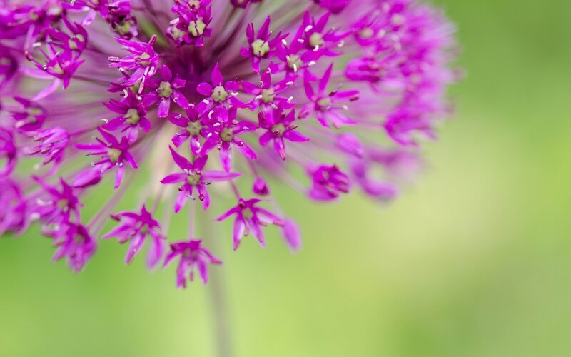 Purple flower cluster close-up