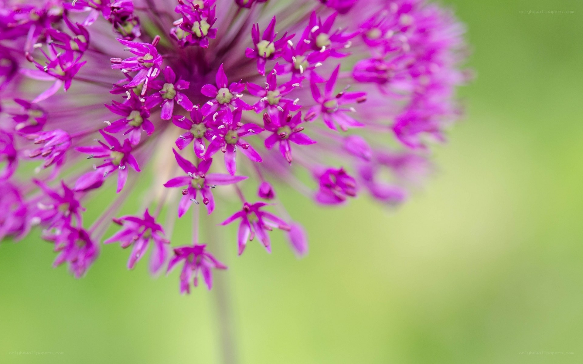 Purple flower cluster close-up