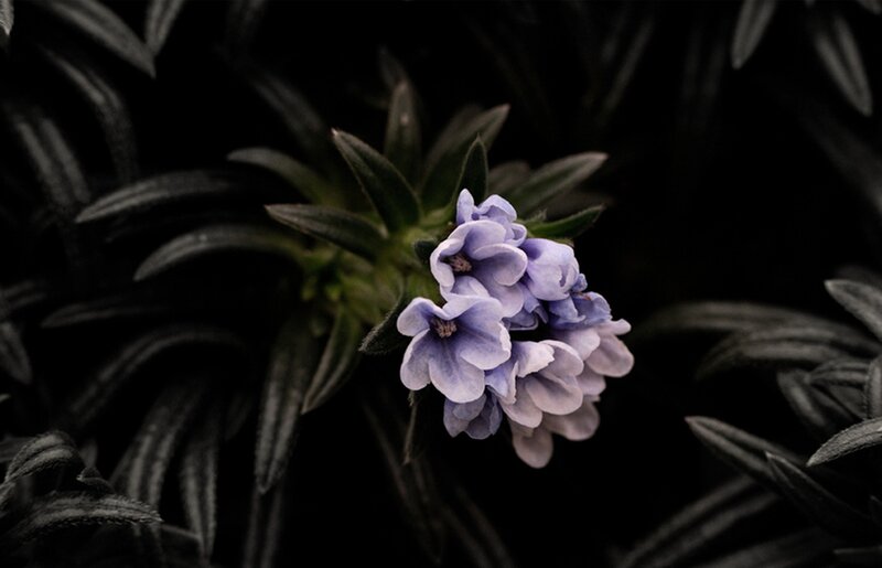 Purple Flower Cluster — Dramatic