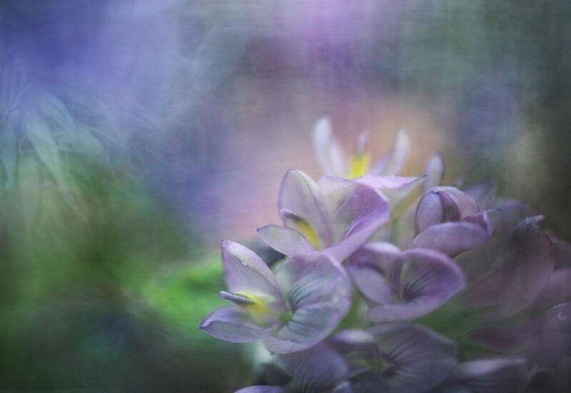 Purple Flower Cluster — Dreamy