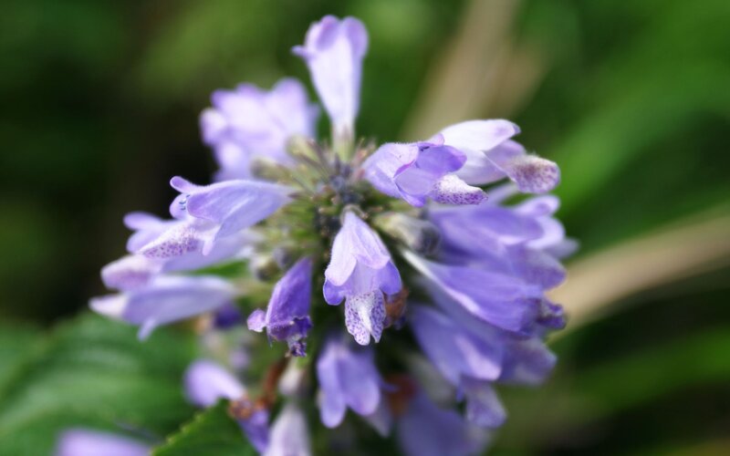 Purple Flower Cluster — Green Leaves