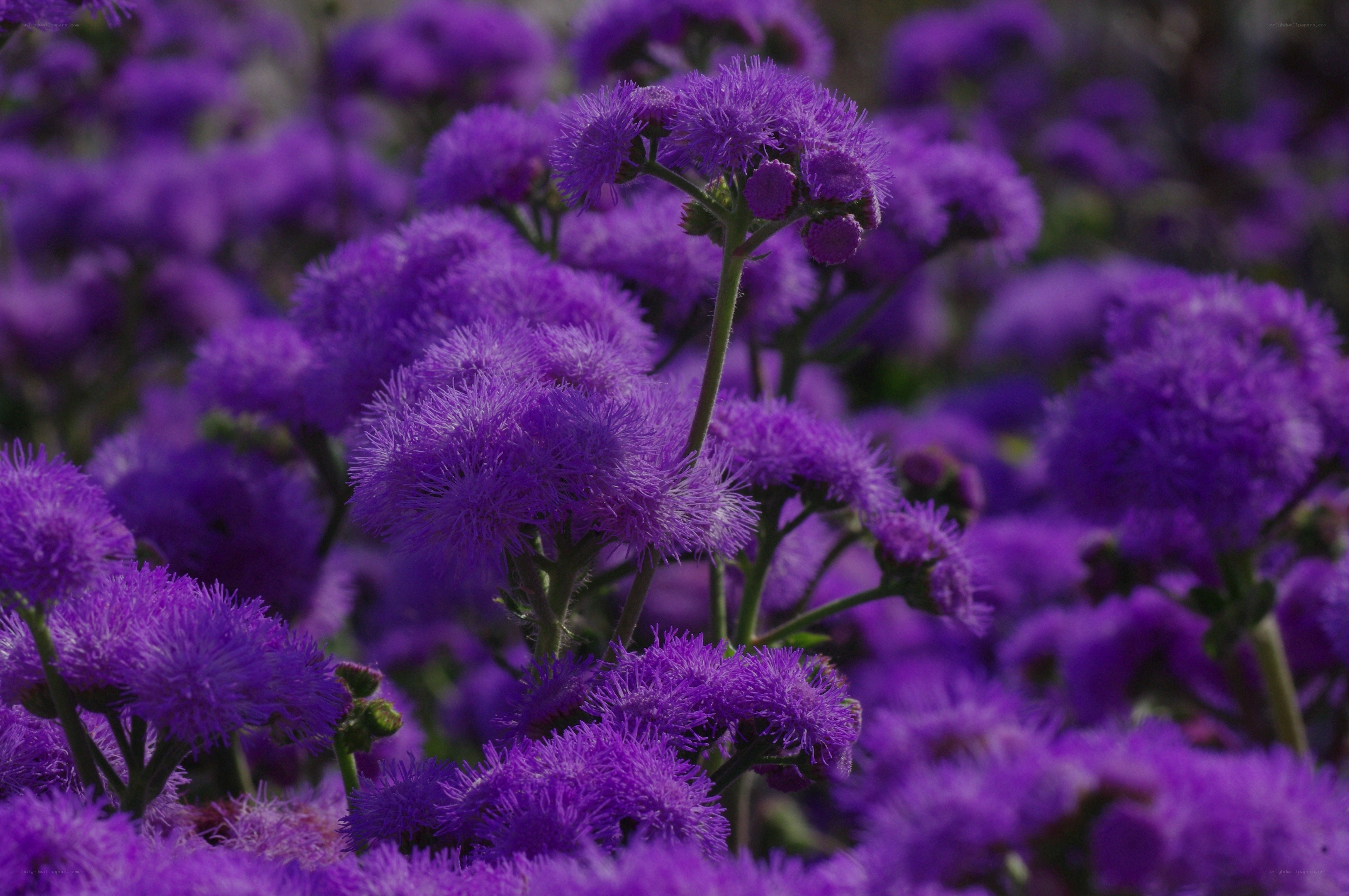 Purple flower cluster in bloom