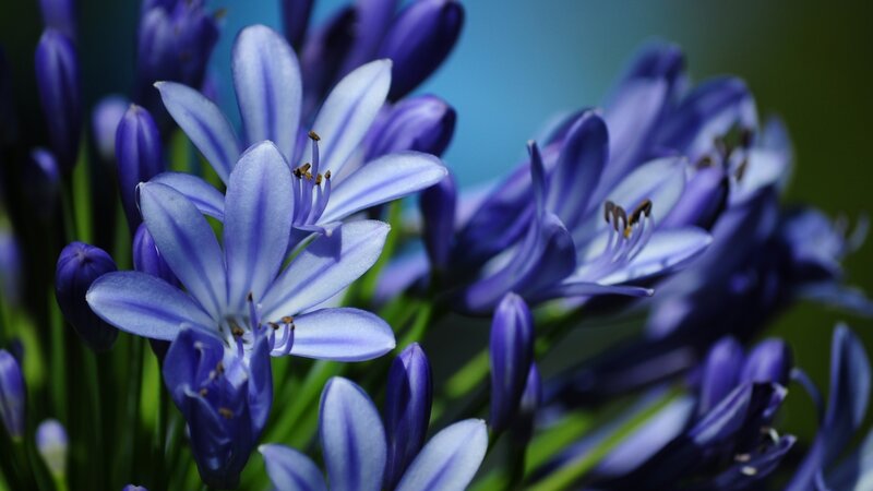 Purple flower cluster in bloom