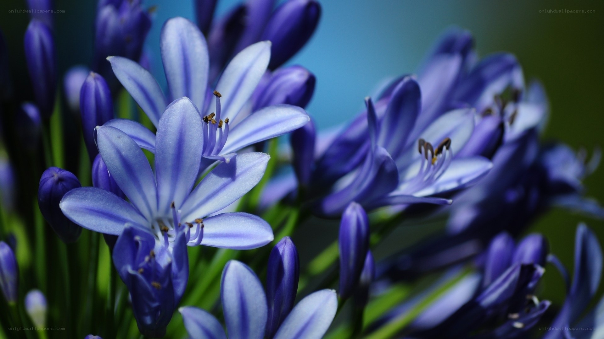 Purple flower cluster in bloom